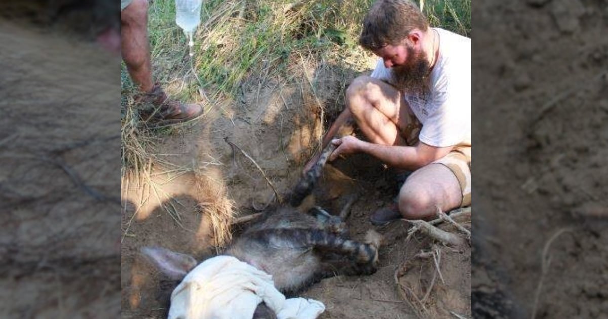 Mamã hiena dá à luz enquanto luta para sobreviver presa em armadilha de caçador furtivo