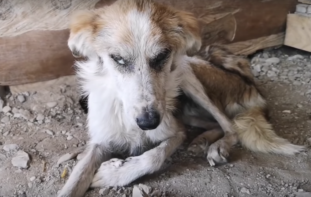 Cachorrinho esfomeado que vivia sozinho em um beco é finalmente resgatado e  adotado