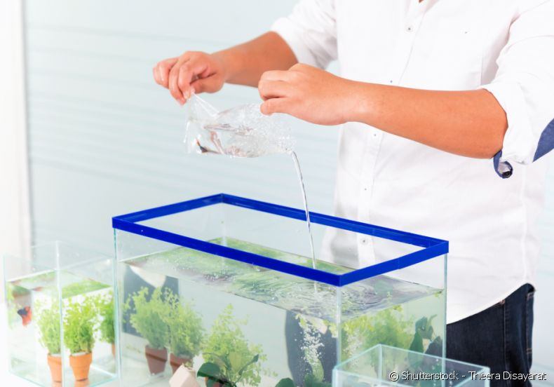 Saiba como fazer esses acessórios essenciais para o aquário do seu peixinho