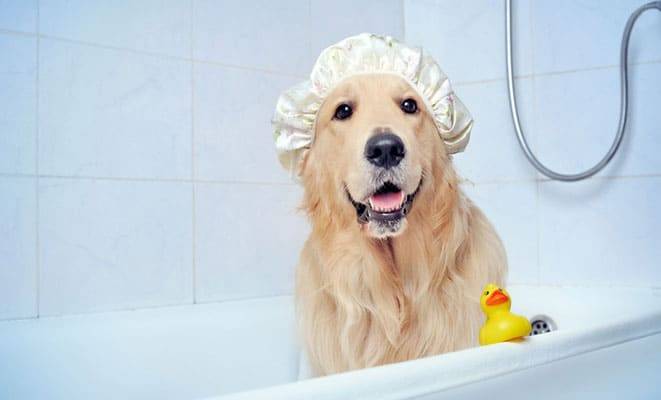 Saiba como escolher o melhor shampoo para dar banho em pets