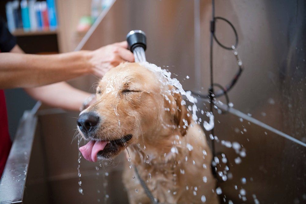 Saiba como escolher o melhor shampoo para dar banho em pets