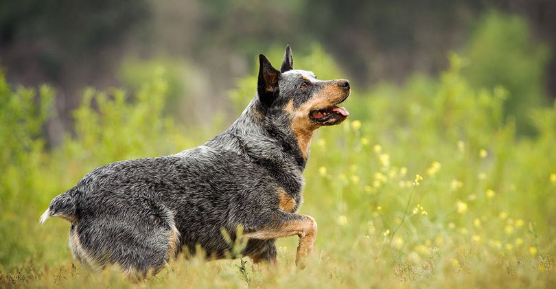 Conheça as 10 raças mais dóceis de cachorro