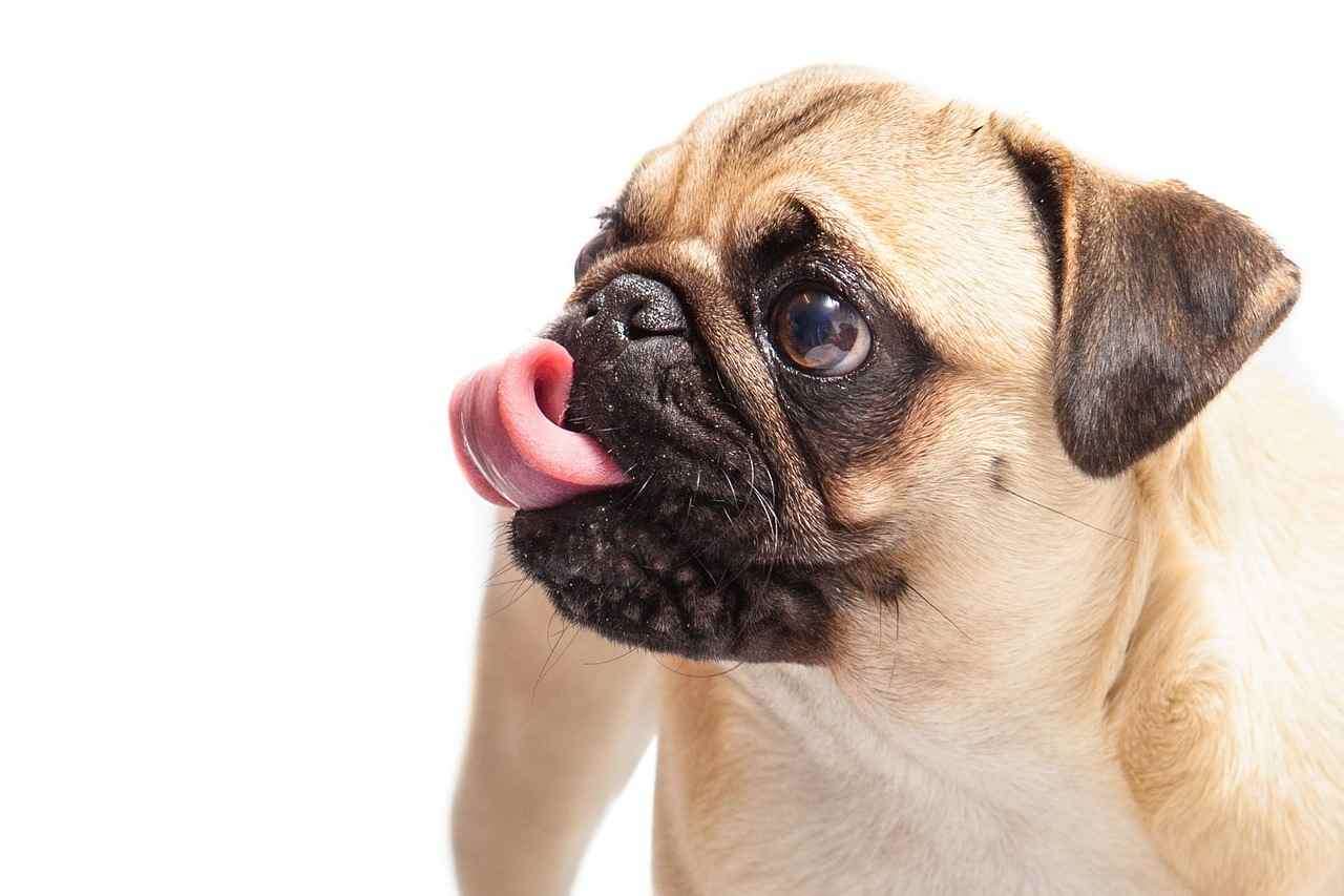 Conheça as 10 raças mais dóceis de cachorro