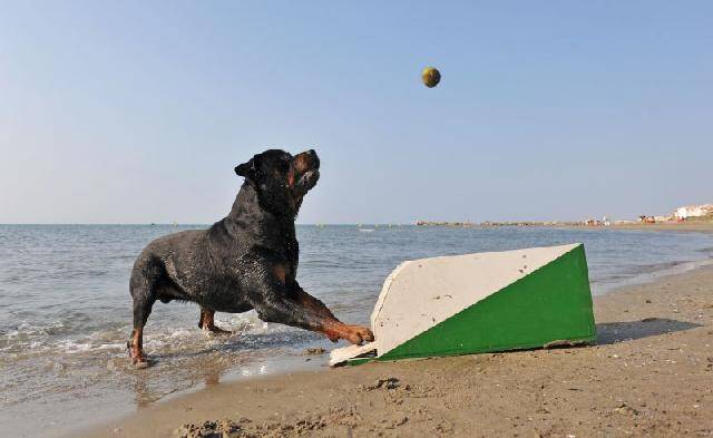 Esportes Caninos – Conheça as opções para divertir e exercitar