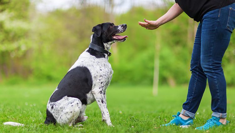 Aprenda 10 comandos básicos para ensinar seu cachorro