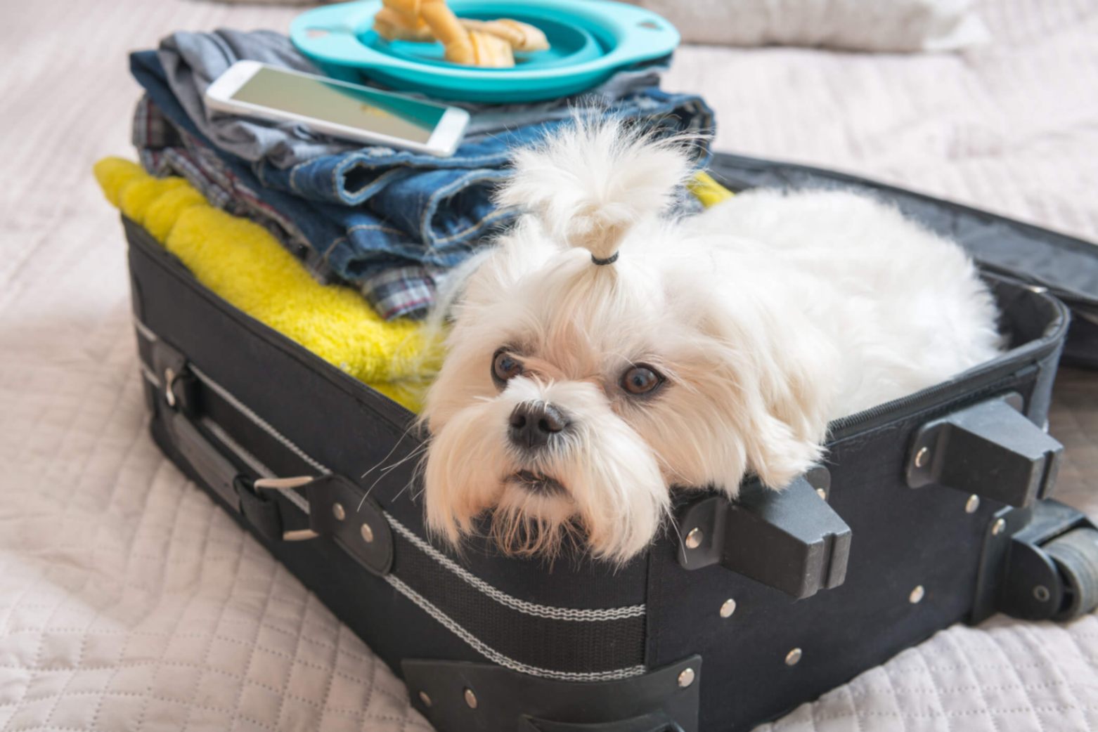 5 coisas para aprender antes de viajar com animais de estimação