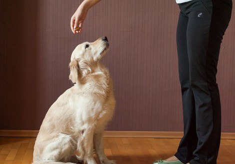 Aprenda 10 comandos básicos para ensinar seu cachorro