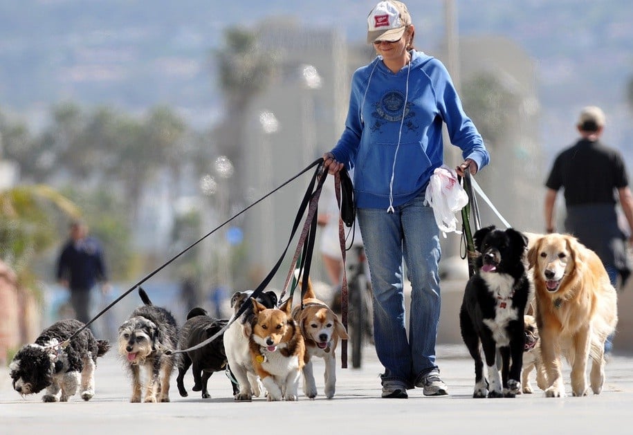 Aprenda dicas de como passear com vários cachorros ao mesmo tempo