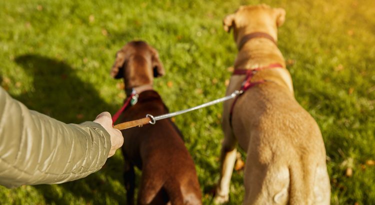 Aprenda dicas de como passear com vários cachorros ao mesmo tempo
