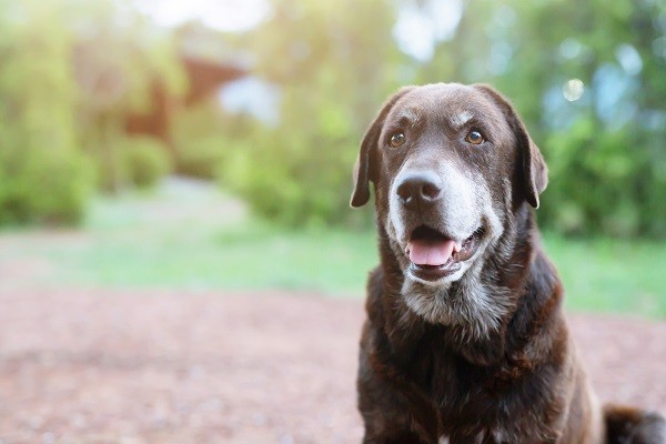 Esses são os 7 cuidados indispensáveis com cachorro idoso