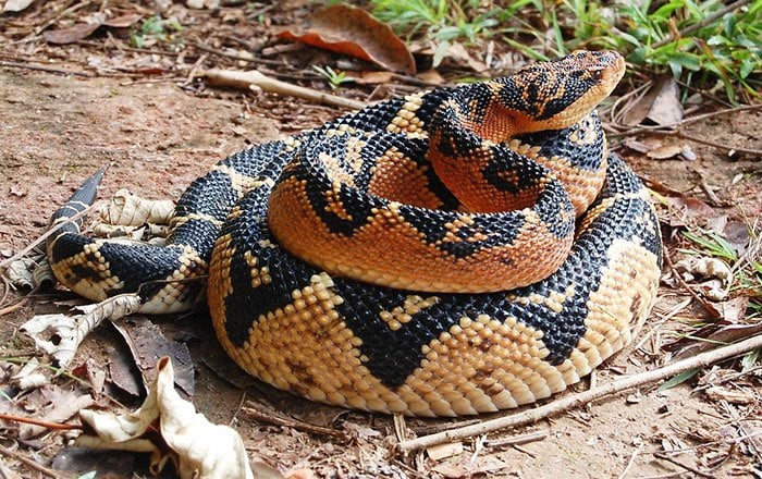 Veja quais são as 5 cobras brasileiras mais venenosas