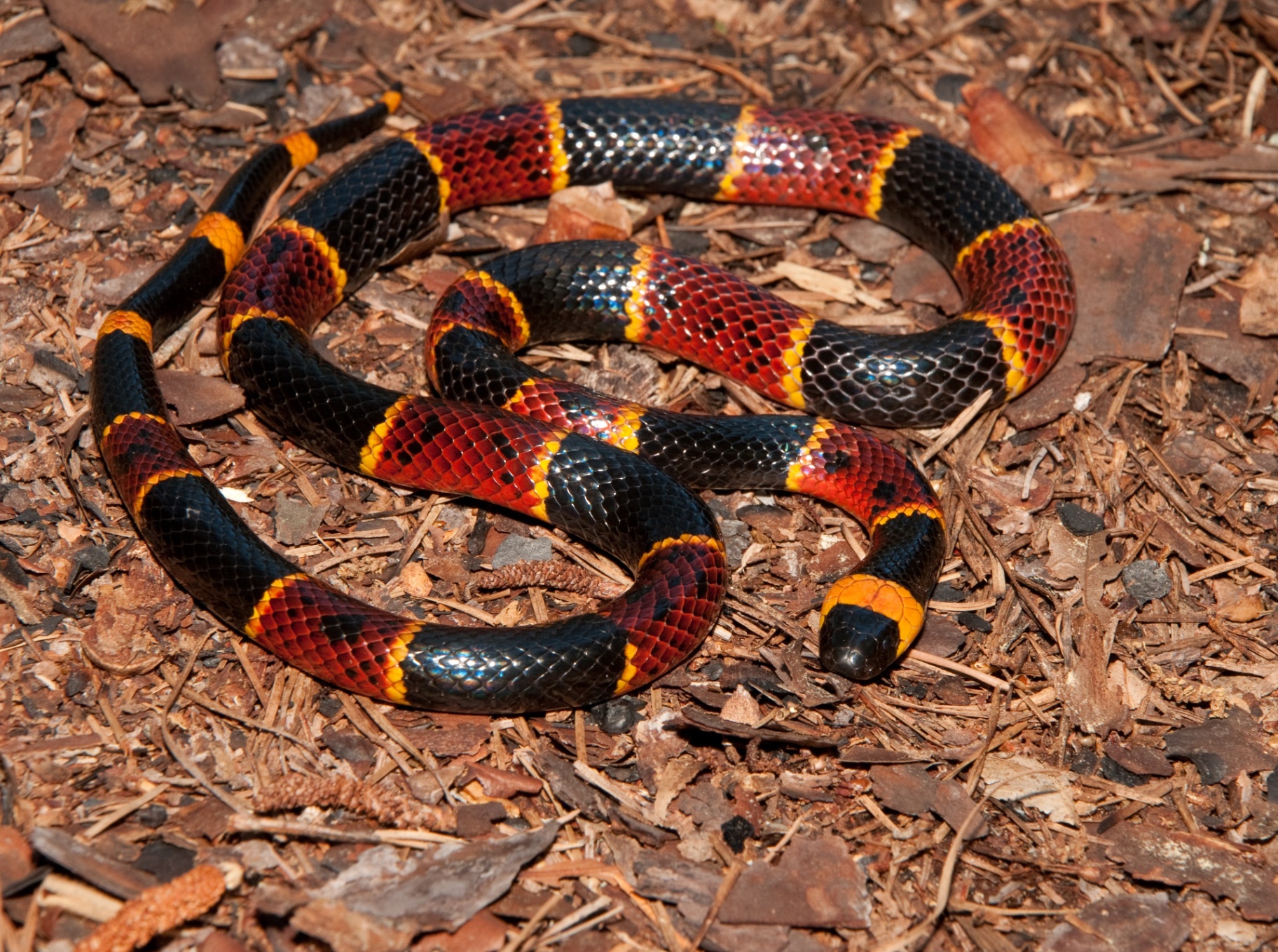 Veja quais são as 5 cobras brasileiras mais venenosas