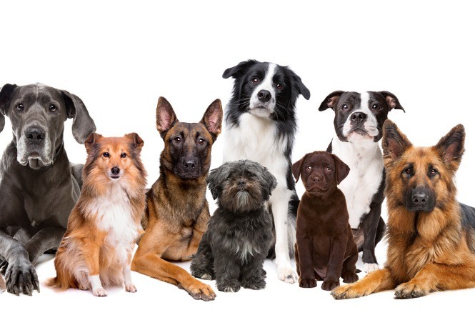 Saiba quais as raças de cachorro mais dóceis e fáceis de adestrar
