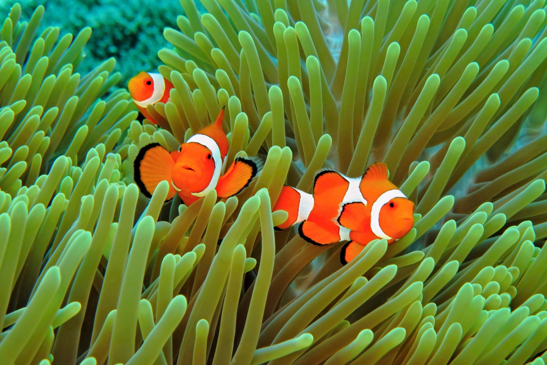 Saiba quais os animais marinhos mais perigosos do mundo