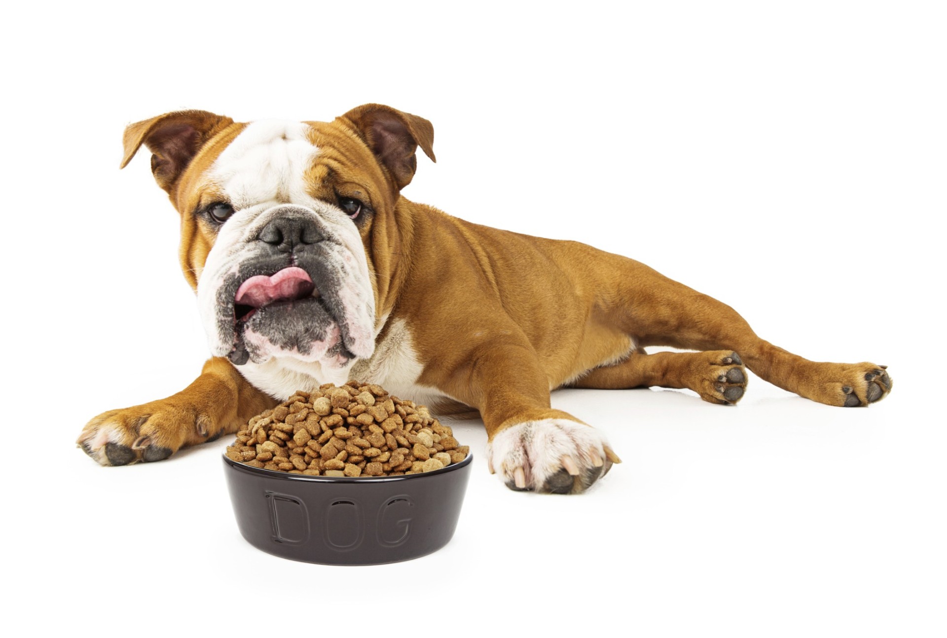 3 mitos na alimentação de pets: saiba se já cometeu algum deles