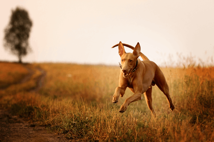 Saiba quais as raças de cachorro mais caras do mundo