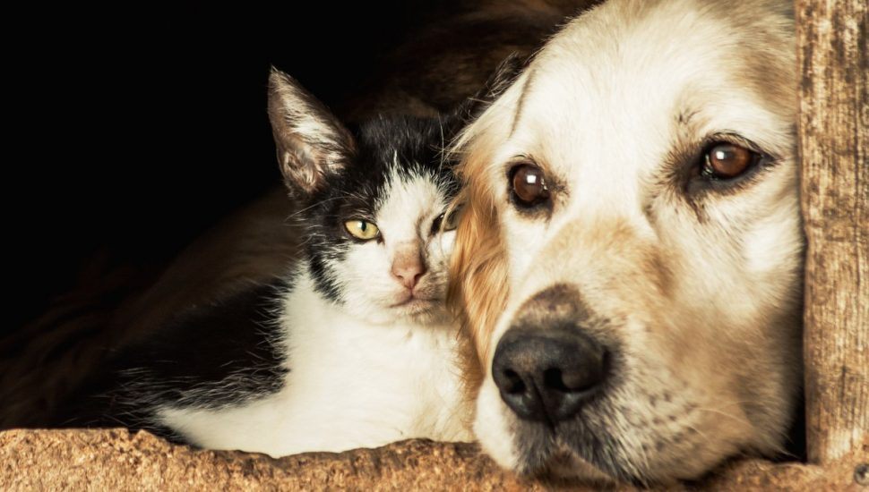 Veja quais são as doenças mais comuns em cachorro e gato
